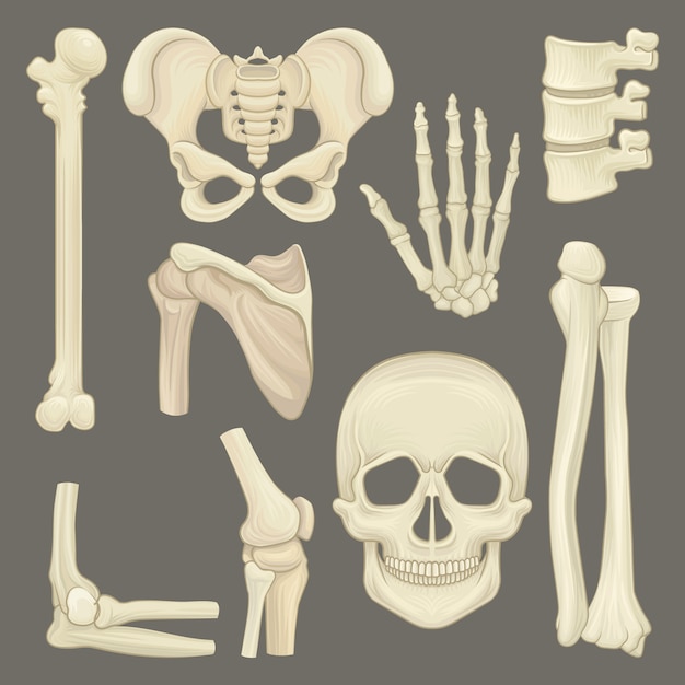 Premium Vector | Set or various human's bones.