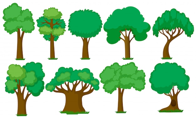 Premium Vector | Set of various trees