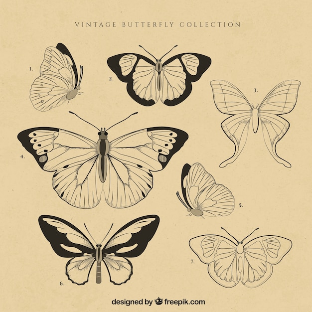 Free Free 52 Vintage Butterfly Svg SVG PNG EPS DXF File