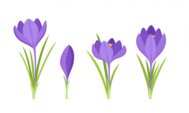 Premium Vector Set Of Violet Crocus Flowers With Leaves Isolated On White