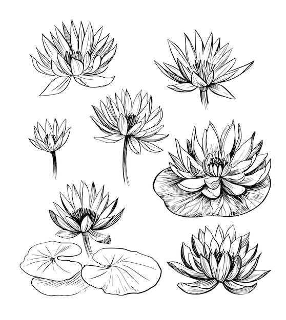 Premium Vector Set of water lily. lotus. hand drawn outline