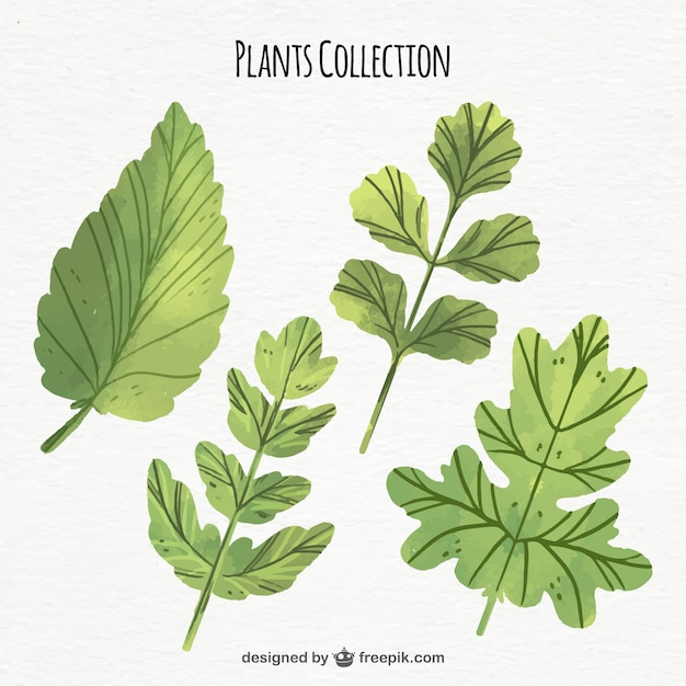 Download Set of watercolor leaves | Free Vector