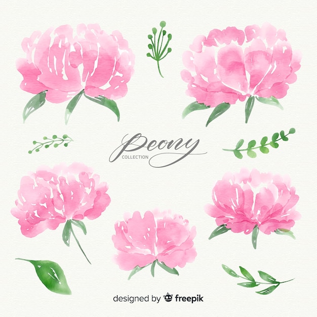 Free Vector | Set of watercolor peony flowers