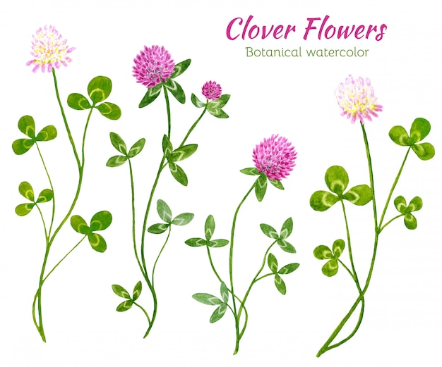 Download Free Set Of Watercolor Red Clover Flowers Premium Vector Use our free logo maker to create a logo and build your brand. Put your logo on business cards, promotional products, or your website for brand visibility.