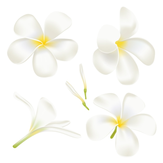 プレミアムベクター 白いプルメリアの花を設定します 完璧なリアルなイラスト 白い背景の上