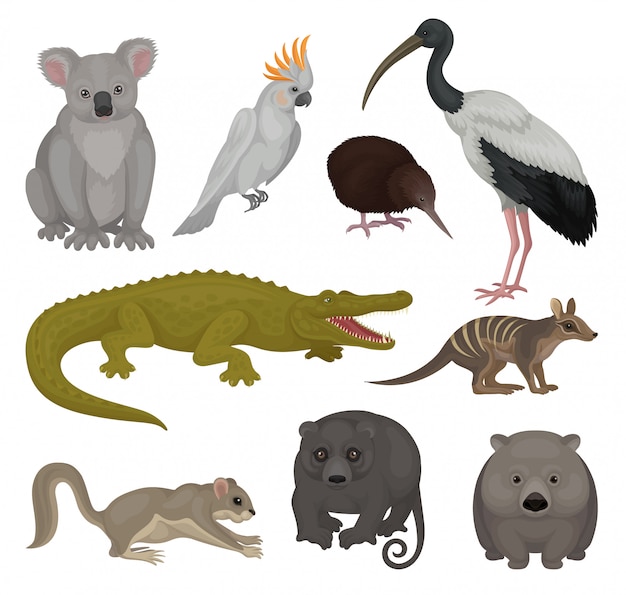 Premium Vector Set Of Wild Australian Animals And Birds Fauna Theme Detailed Elements For Poster Of Zoo Or Children Book