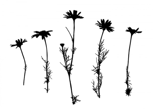 Premium Vector | Set of wild herbs silhouettes.