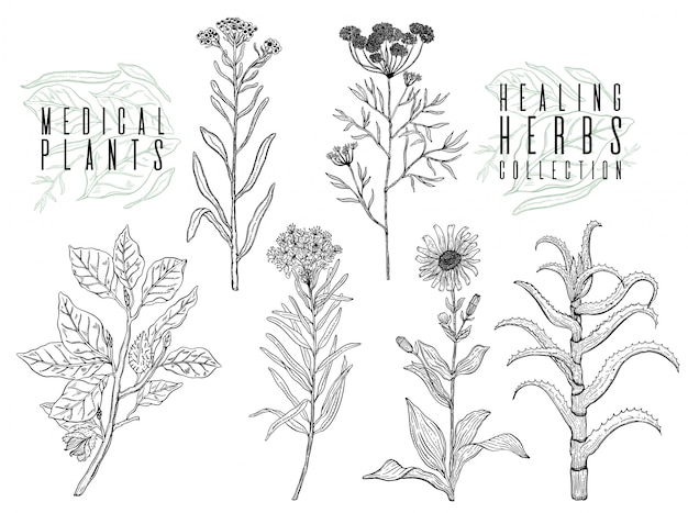 プレミアムベクター 野生植物 ハーブ 花 ビンテージスタイルのモノクロ植物イラストの描画を設定します