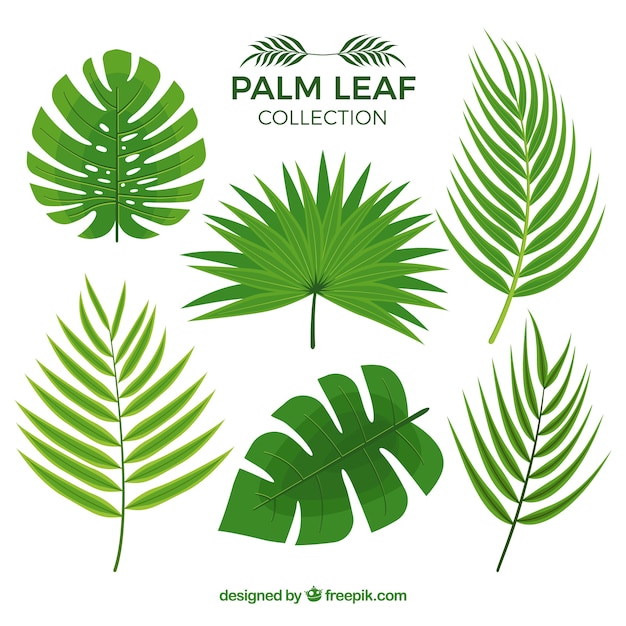 Download Free Vector | Several palm leaves