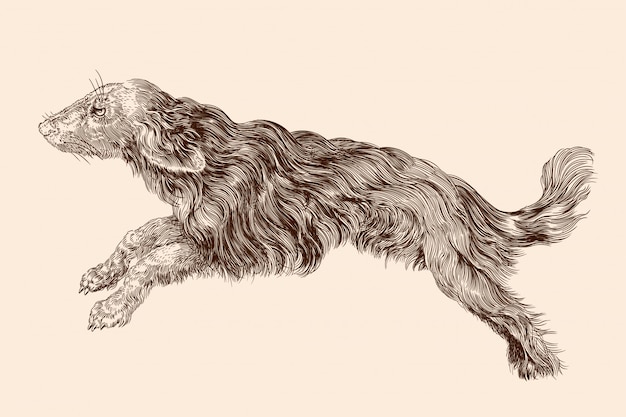 Download Shaggy dog with long hair in a jump. vector illustration ...