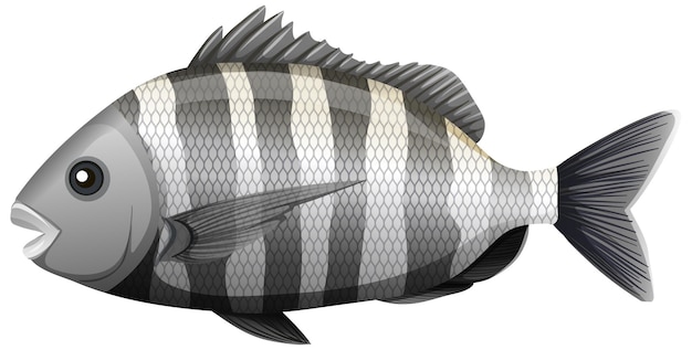 白い背景の上の漫画スタイルのシープスヘッドの魚 無料のベクター