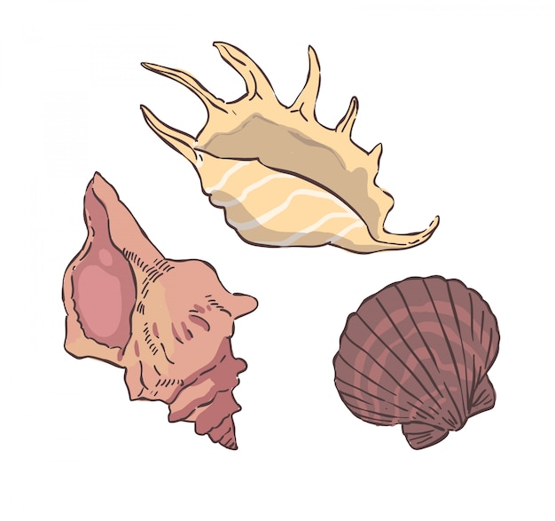 貝のイラスト プレミアムベクター