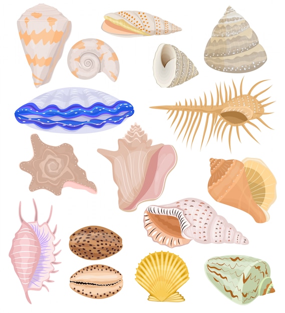 貝の貝殻や貝 貝 貝 白い背景で隔離の巻き貝の貝殻水中イラストセット プレミアムベクター