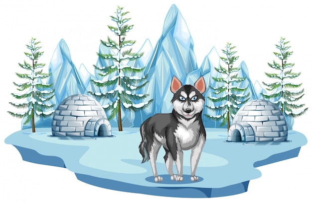 Download Siberian husky dog in arctic | Premium Vector