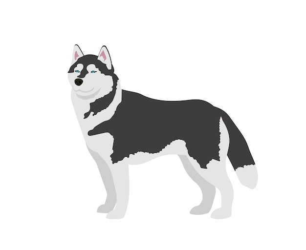 Premium Vector | Siberian husky dog