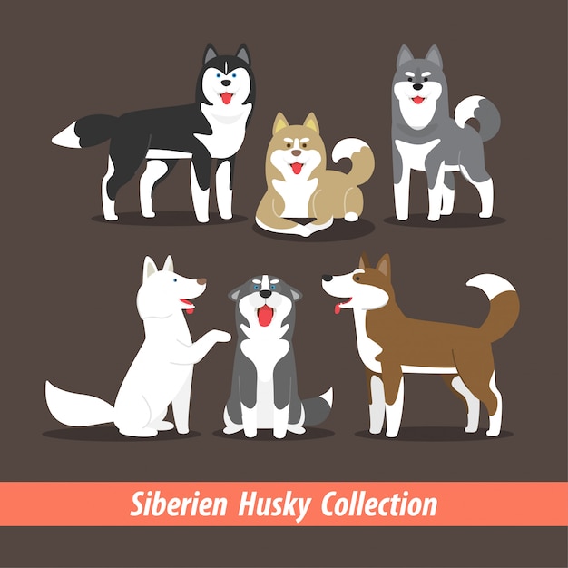 Download Siberian husky | Premium Vector