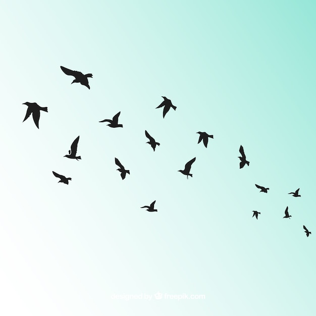 Silhouette flying bird background