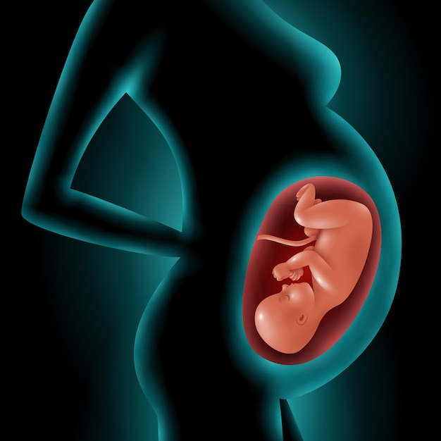 子宮内の胎児と妊娠中の女性のシルエット 無料のベクター