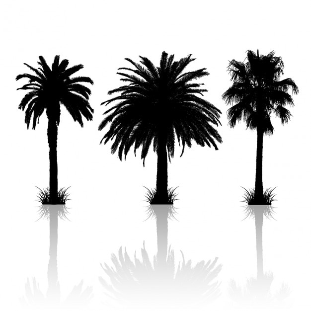 Download Silhouettes of 3 different palm trees with reflections ...