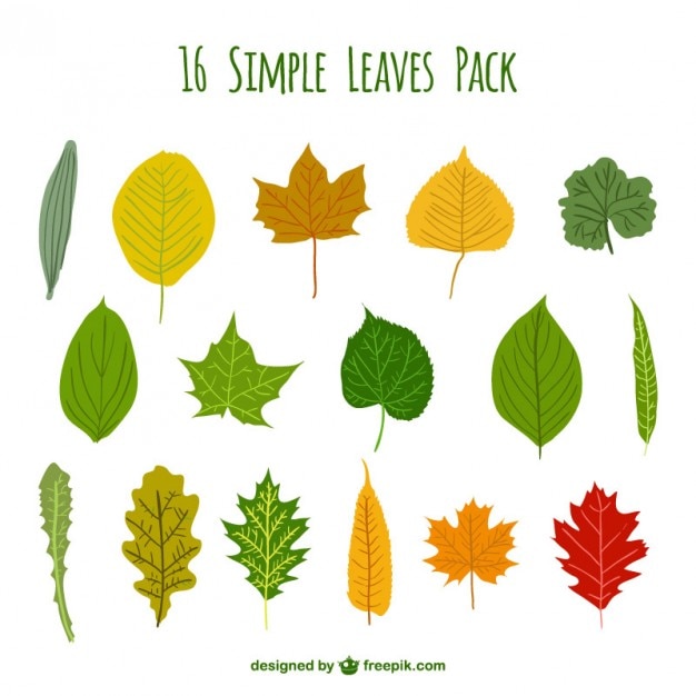 premium-vector-simple-leaves-pack