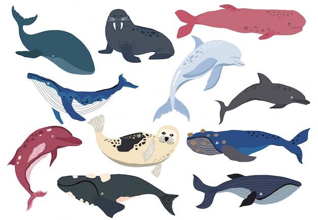 Premium Vector | Simple whale, dolphin, sea lion character