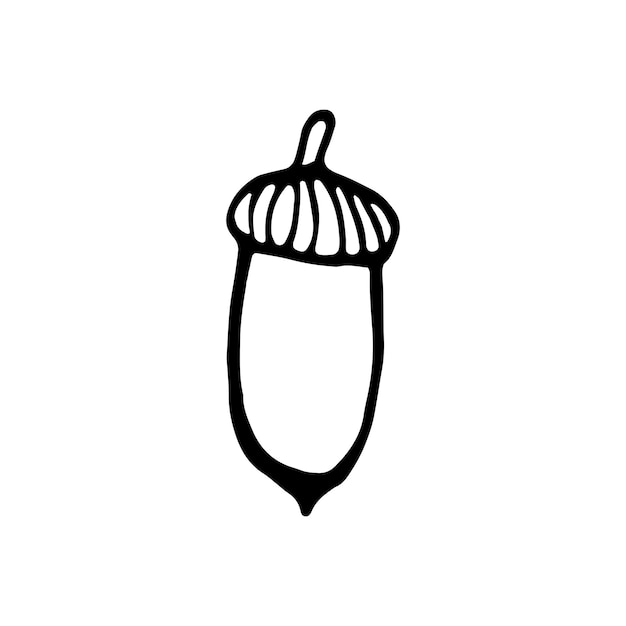 Premium Vector | Single hand drawn acorn for autumn decoration. doodle ...