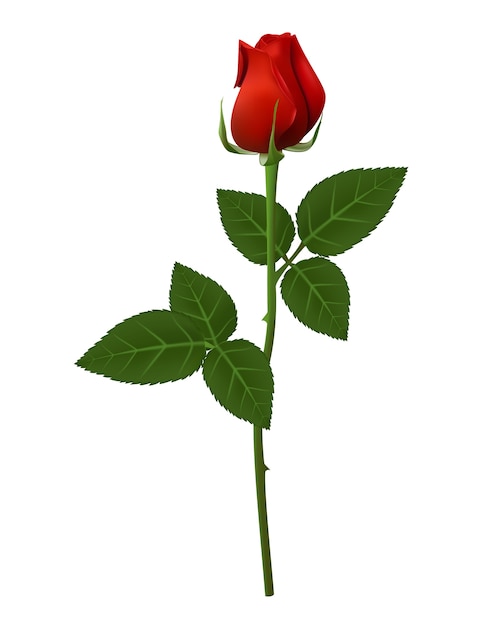 Single red rose flower n long stem isolated on white background vector ...
