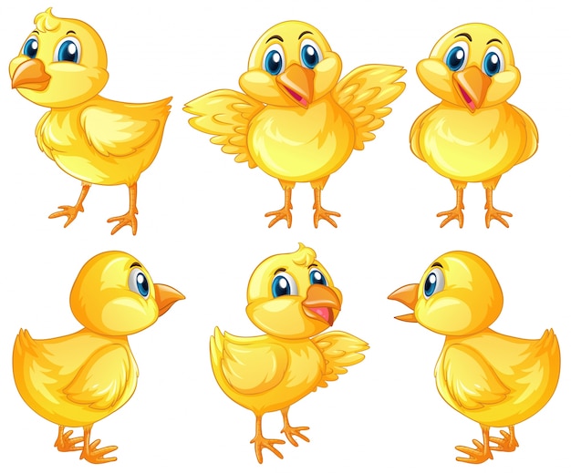 Premium Vector Six Cute Chicks On White Background Illustration