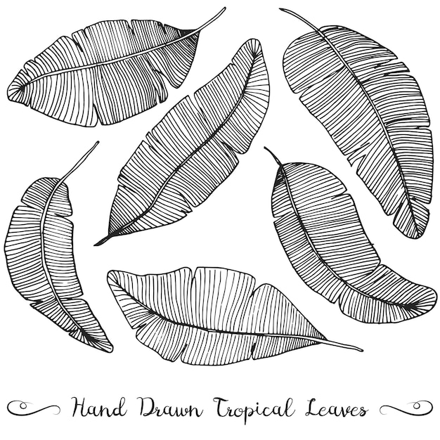 Premium Vector | Six different hand drawn banana leaves, on white ...