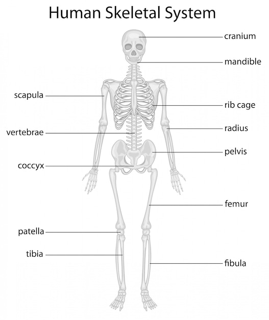 Premium Vector Skeletal System