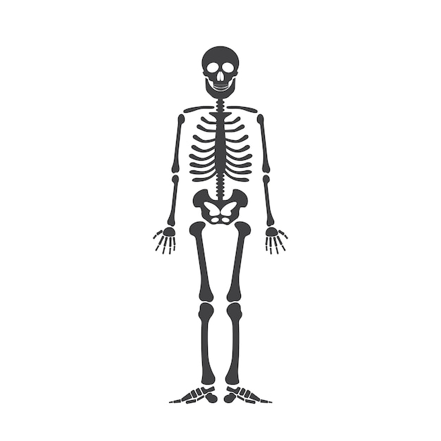 スケルトンの人体解剖学 ベクトルハロウィーンの黒い骨格は 白に隔離されて プレミアムベクター