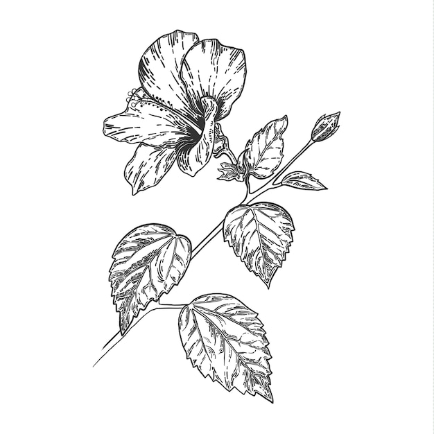 プレミアムベクター スケッチと手描きのハイビスカスの花