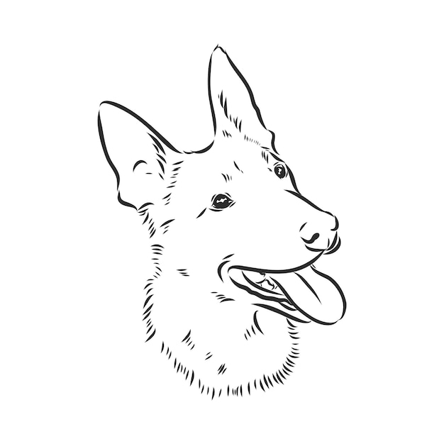 Premium Vector | Sketch of belgian shepherd dog hand drawn illustration ...