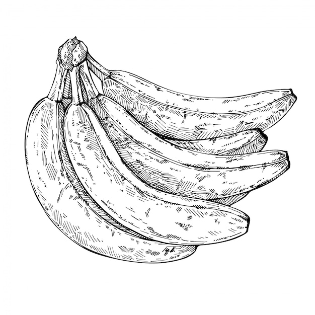 バナナの束をスケッチします 手描きのバナナ インク刻印イラスト プレミアムベクター