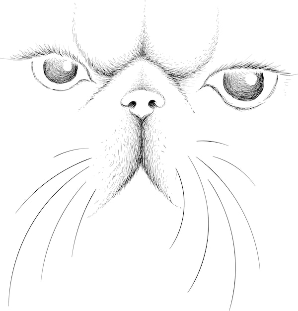 Sketch of cat face Vector Premium Download