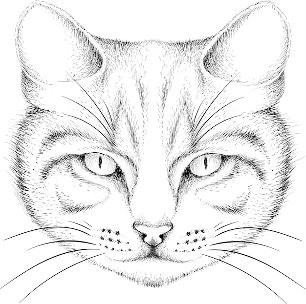 Premium Vector Sketch of cat head