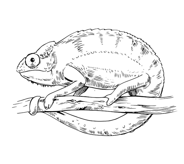 Premium Vector | Sketch of chameleon. hand drawn illustration isolated ...