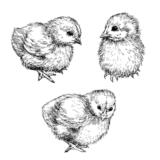 プレミアムベクター かわいいひよこをスケッチします 小鳥 鶏の手描きイラスト インク描画