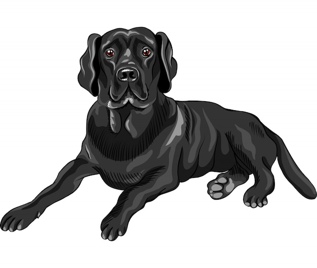 Premium Vector Sketch dog breed black labrador retrievers
