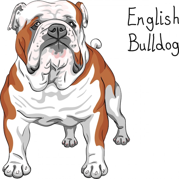 Premium Vector Sketch Dog English Bulldog Breed