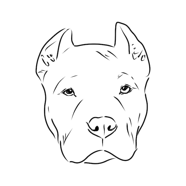 Premium Vector | Sketch of dog pit bull terrier vector illustration