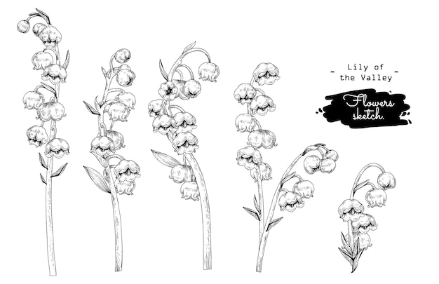 花の植物コレクション スズランの花のスケッチをスケッチします プレミアムベクター