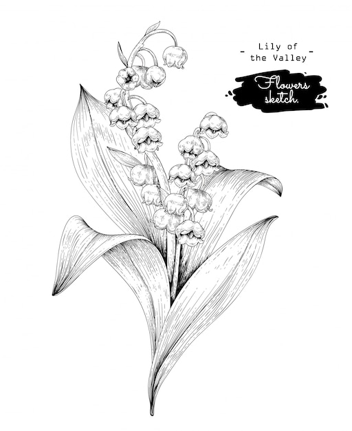 Premium Vector | Sketch floral botany collection, lily of the valley ...