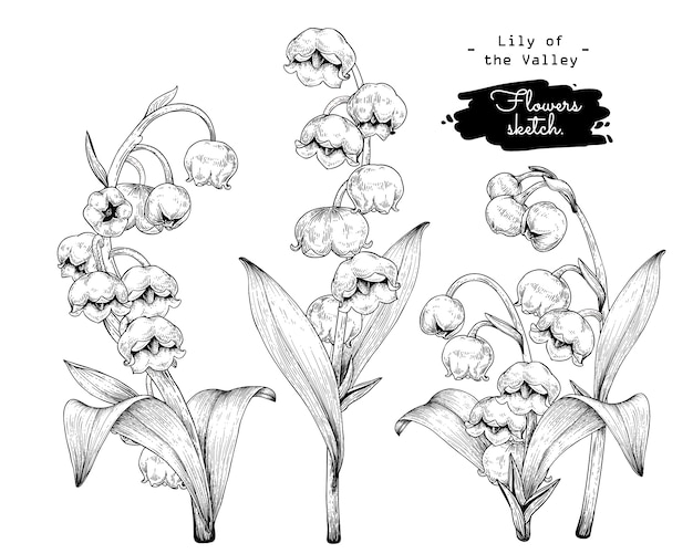 Sketch floral botany collection, lily of the valley flower drawings ...