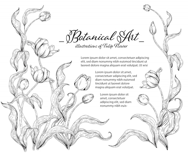 スケッチ花植物コレクション チューリップの花の絵 プレミアムベクター