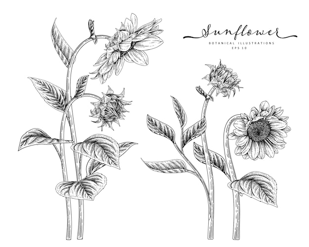 花の装飾セットをスケッチします ひまわりの絵 分離されたラインアートと黒と白 手描きの植物イラスト プレミアムベクター