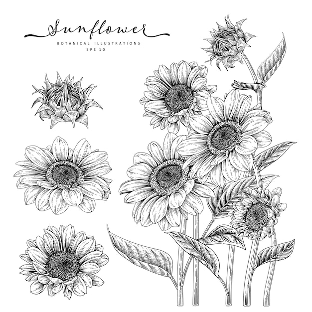 Premium Vector | Sketch floral decorative set. sunflower drawings ...
