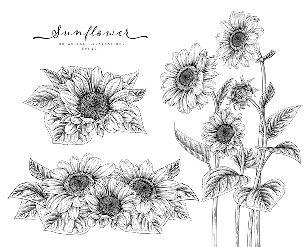 Premium Vector | Sketch floral decorative set. sunflower drawings.