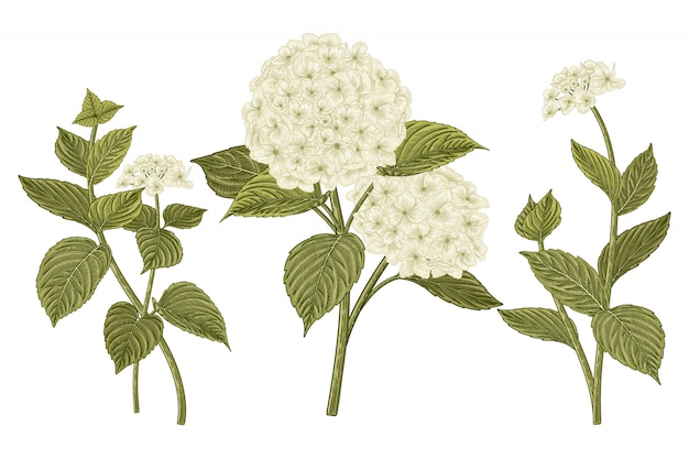 花の装飾セットをスケッチします 白いアジサイの花の絵 プレミアムベクター
