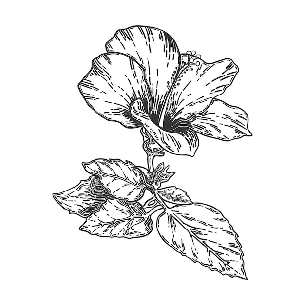 Download Sketch and hand drawing hibiscus flower. line art vector ...